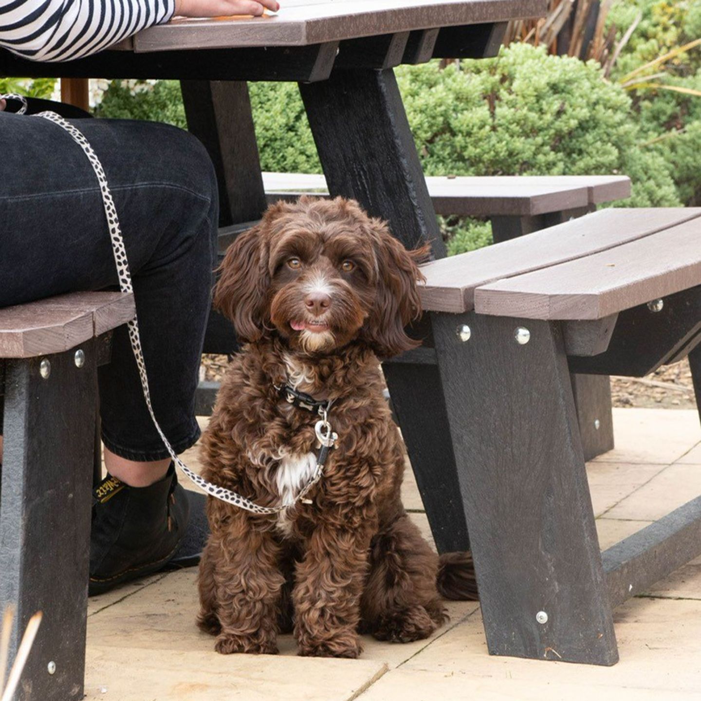 Your local dog friendly pub in Codrington